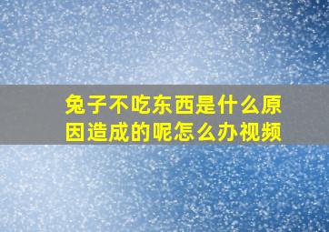 兔子不吃东西是什么原因造成的呢怎么办视频