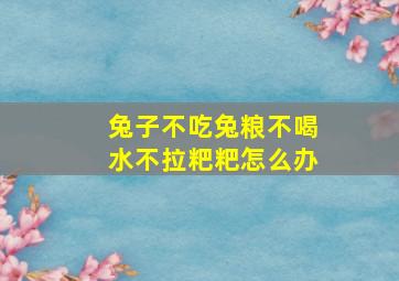 兔子不吃兔粮不喝水不拉粑粑怎么办