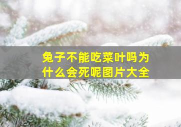 兔子不能吃菜叶吗为什么会死呢图片大全