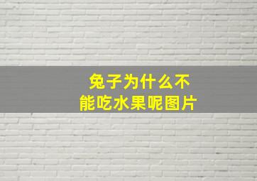 兔子为什么不能吃水果呢图片