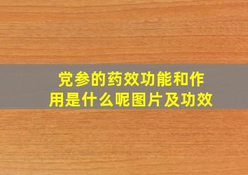 党参的药效功能和作用是什么呢图片及功效