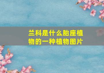 兰科是什么胎座植物的一种植物图片