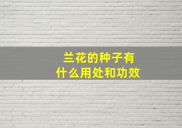 兰花的种子有什么用处和功效