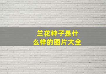 兰花种子是什么样的图片大全