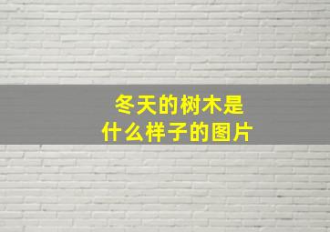 冬天的树木是什么样子的图片