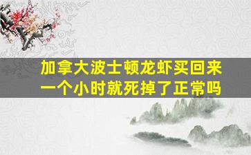 加拿大波士顿龙虾买回来一个小时就死掉了正常吗