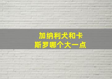 加纳利犬和卡斯罗哪个大一点