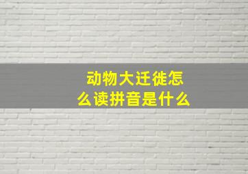 动物大迁徙怎么读拼音是什么