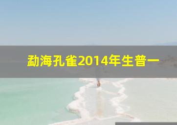 勐海孔雀2014年生普一