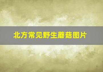 北方常见野生蘑菇图片