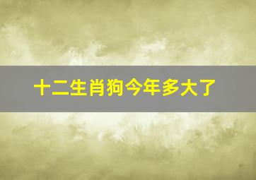 十二生肖狗今年多大了