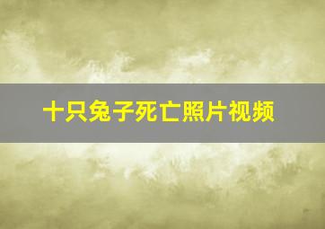 十只兔子死亡照片视频