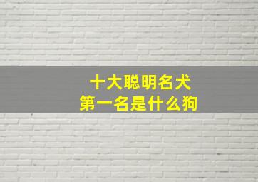 十大聪明名犬第一名是什么狗