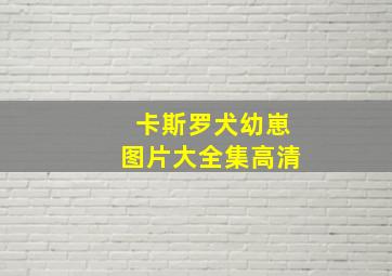 卡斯罗犬幼崽图片大全集高清