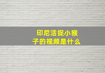 印尼活捉小猴子的视频是什么