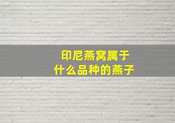 印尼燕窝属于什么品种的燕子