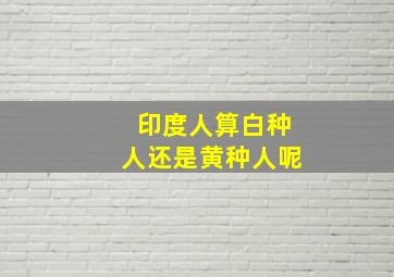 印度人算白种人还是黄种人呢