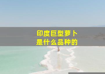 印度巨型萝卜是什么品种的