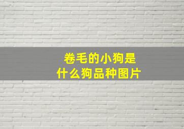 卷毛的小狗是什么狗品种图片