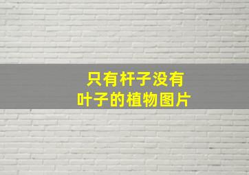 只有杆子没有叶子的植物图片