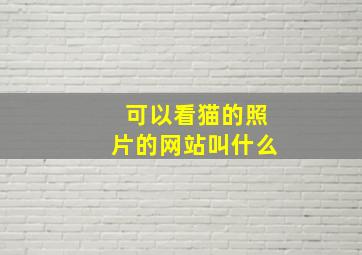 可以看猫的照片的网站叫什么