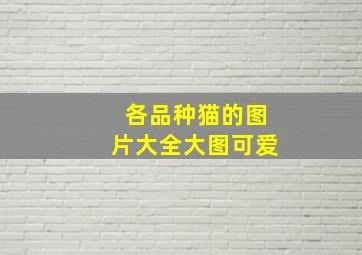 各品种猫的图片大全大图可爱