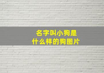 名字叫小狗是什么样的狗图片