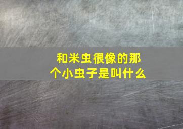 和米虫很像的那个小虫子是叫什么