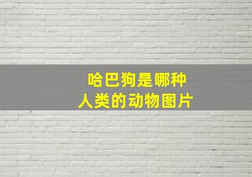 哈巴狗是哪种人类的动物图片