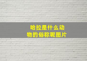 哈拉是什么动物的俗称呢图片