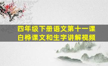 四年级下册语文第十一课白桦课文和生字讲解视频