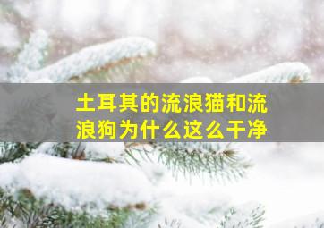 土耳其的流浪猫和流浪狗为什么这么干净