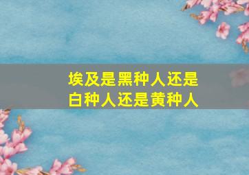 埃及是黑种人还是白种人还是黄种人