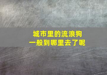 城市里的流浪狗一般到哪里去了呢