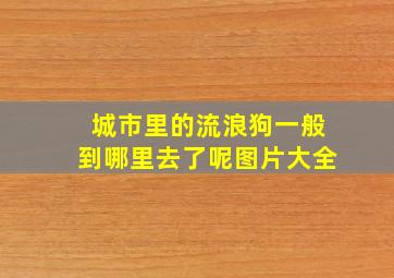 城市里的流浪狗一般到哪里去了呢图片大全