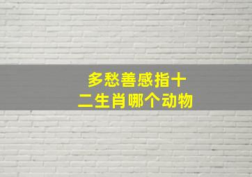 多愁善感指十二生肖哪个动物