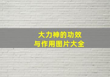 大力神的功效与作用图片大全