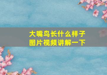 大嘴鸟长什么样子图片视频讲解一下