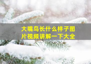 大嘴鸟长什么样子图片视频讲解一下大全