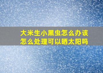 大米生小黑虫怎么办该怎么处理可以晒太阳吗