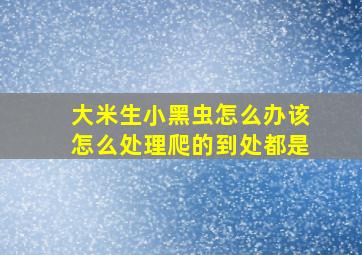 大米生小黑虫怎么办该怎么处理爬的到处都是