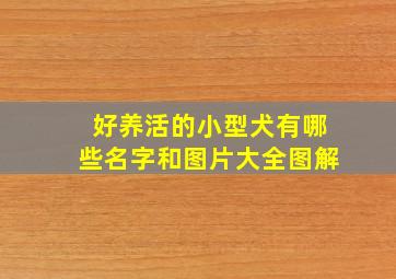 好养活的小型犬有哪些名字和图片大全图解