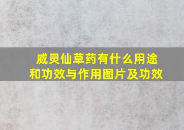 威灵仙草药有什么用途和功效与作用图片及功效