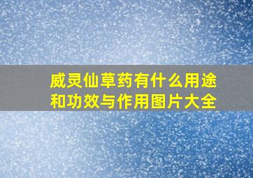 威灵仙草药有什么用途和功效与作用图片大全