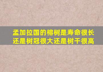 孟加拉国的榕树是寿命很长还是树冠很大还是树干很高