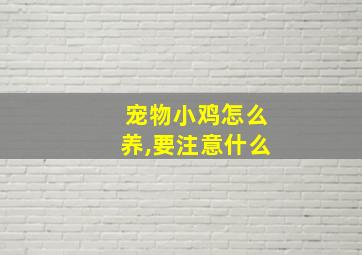 宠物小鸡怎么养,要注意什么