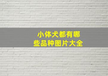 小体犬都有哪些品种图片大全