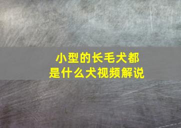 小型的长毛犬都是什么犬视频解说