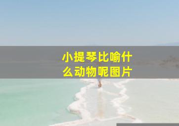 小提琴比喻什么动物呢图片