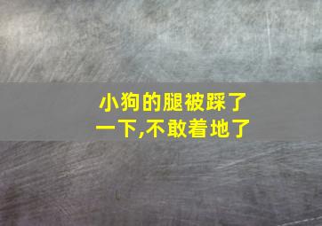 小狗的腿被踩了一下,不敢着地了